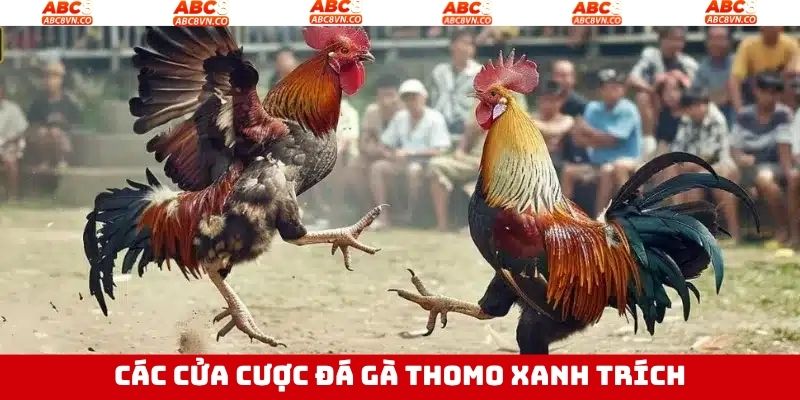 Cửa cược nổi bật trong đá gà Thomo xanh trích