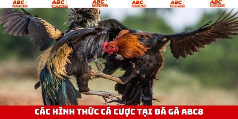 Đá gà ABC8 cung cấp nhiều loại hình chọi kê đình đám