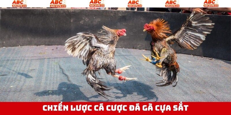 Nhận định lịch sử các trận chọi kê trước