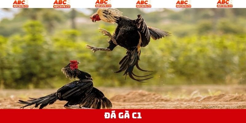 Đá Gà C1 Trực Tuyến: Cá Cược Nhanh, Tỷ Lệ Ăn Cao Tại ABC8