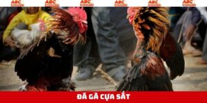 Đá Gà Cựa Sắt - Trải Nghiệm Kê Trường Mãn Nhãn Tại ABC8