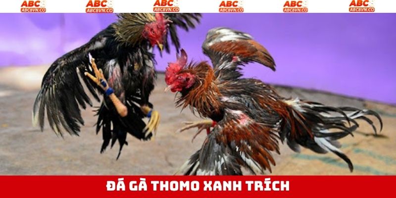 Đá Gà Thomo Xanh Trích - Cuộc Chiến Máu Lửa Tại ABC8