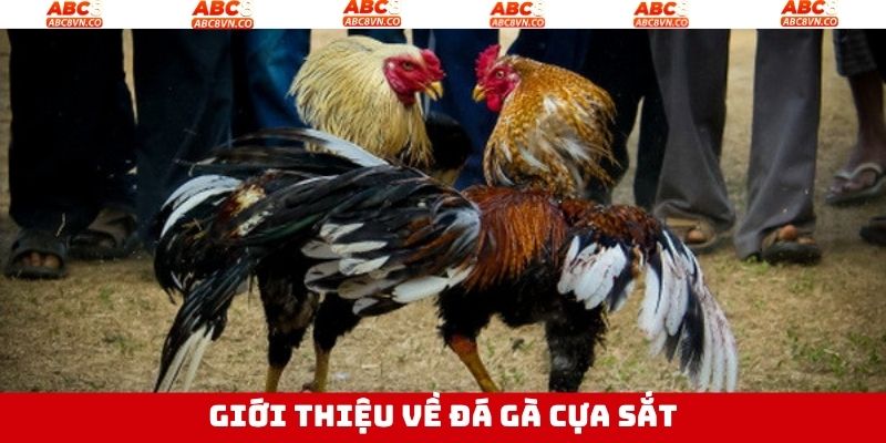 Thông tin bộ môn đá gà cựa sắt trực tuyến 