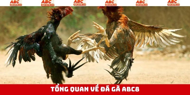 Khái quát chung nội dung liên quan đến đá gà ABC8