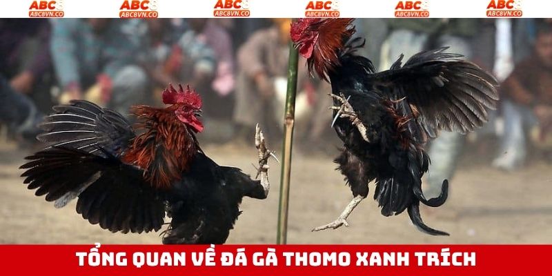 Nét chính về đá gà Thomo xanh trích