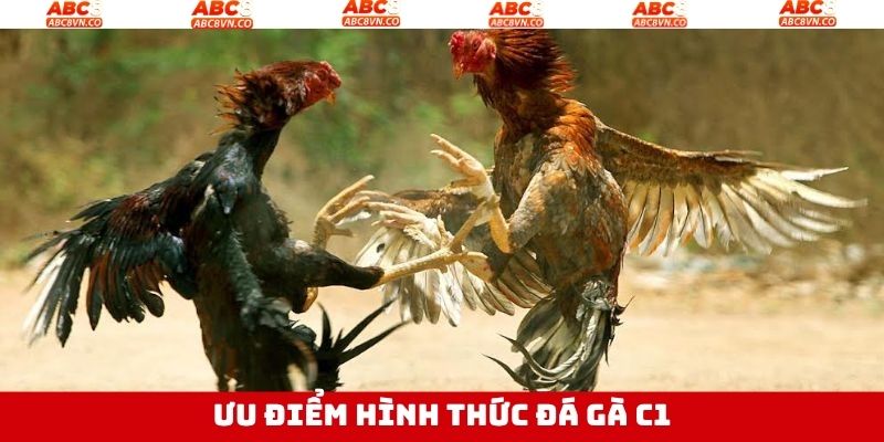 Ưu điểm hấp dẫn khi người dùng lựa chọn đá gà C1 