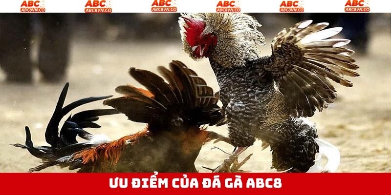 Sảnh đá gà tại ABC8 thu hút người chơi bởi những ưu điểm tuyệt vời